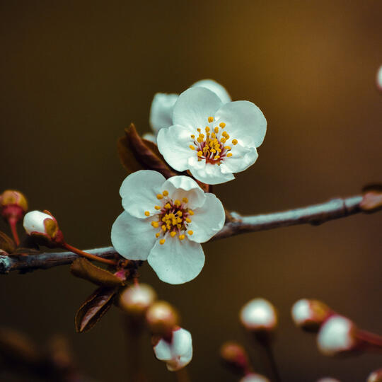 picture taken from Pexels.com, a free stock image site